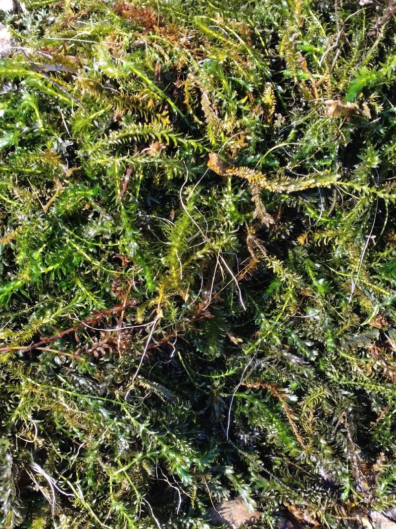 黑叶轮藻～广西桂林水草供应