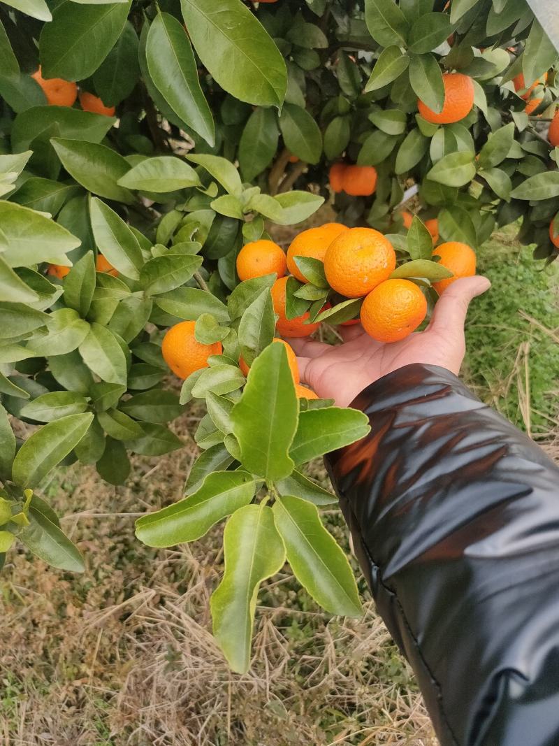 广西沙糖桔，细皮，颜色好，口感好，欢迎各实地考察