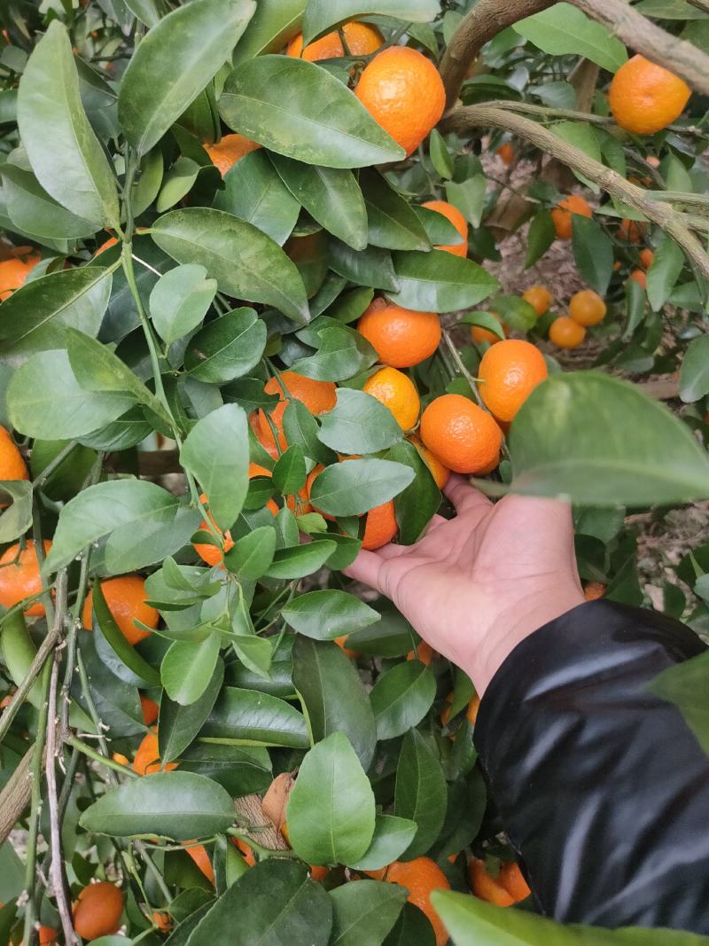 广西沙糖桔，细皮，颜色好，口感好，欢迎各实地考察