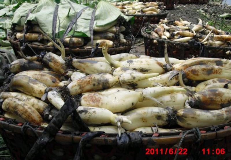 【优选】莲藕种苗花鲜蓬多适用于水景工程，公园，家庭农场