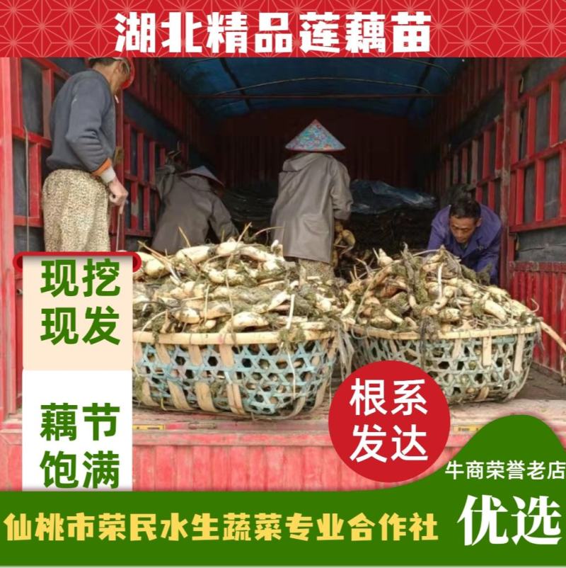 【优选】莲藕种苗花鲜蓬多适用于水景工程，公园，家庭农场