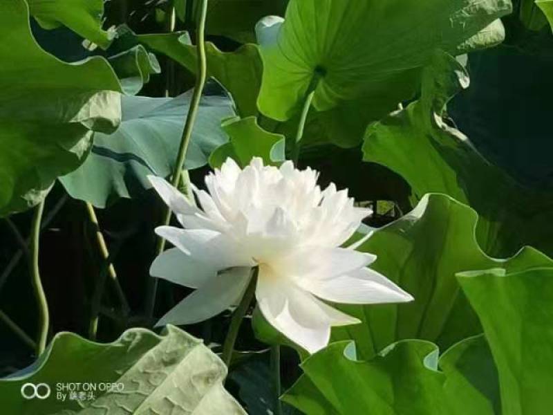【优选】莲藕种苗花鲜蓬多适用于水景工程，公园，家庭农场
