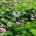 【优选】莲藕种苗花鲜蓬多适用于水景工程，公园，家庭农场
