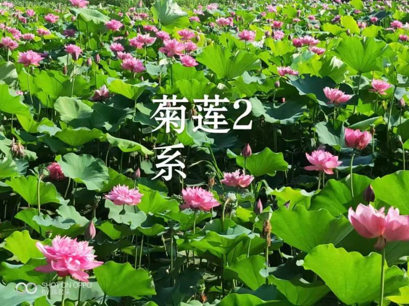【优选】莲藕种苗花鲜蓬多适用于水景工程，公园，家庭农场