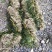 种植苦草是水产养殖的好帮手本人有大量货批发