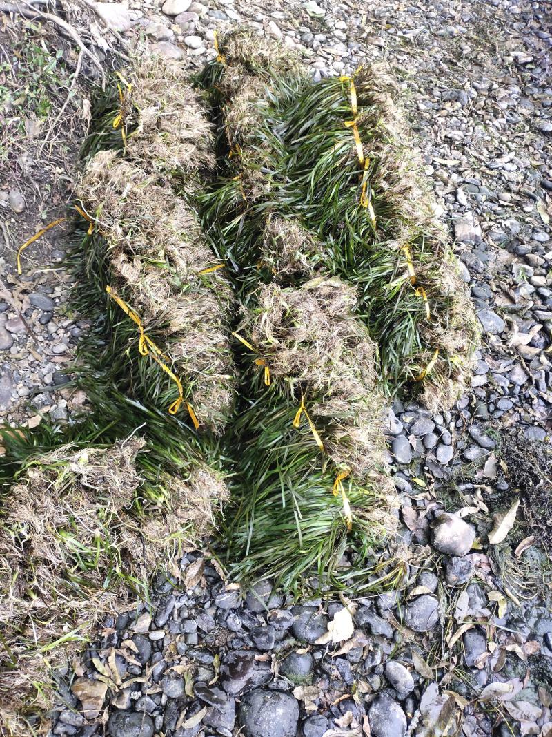 种植苦草是水产养殖的好帮手本人有大量货批发