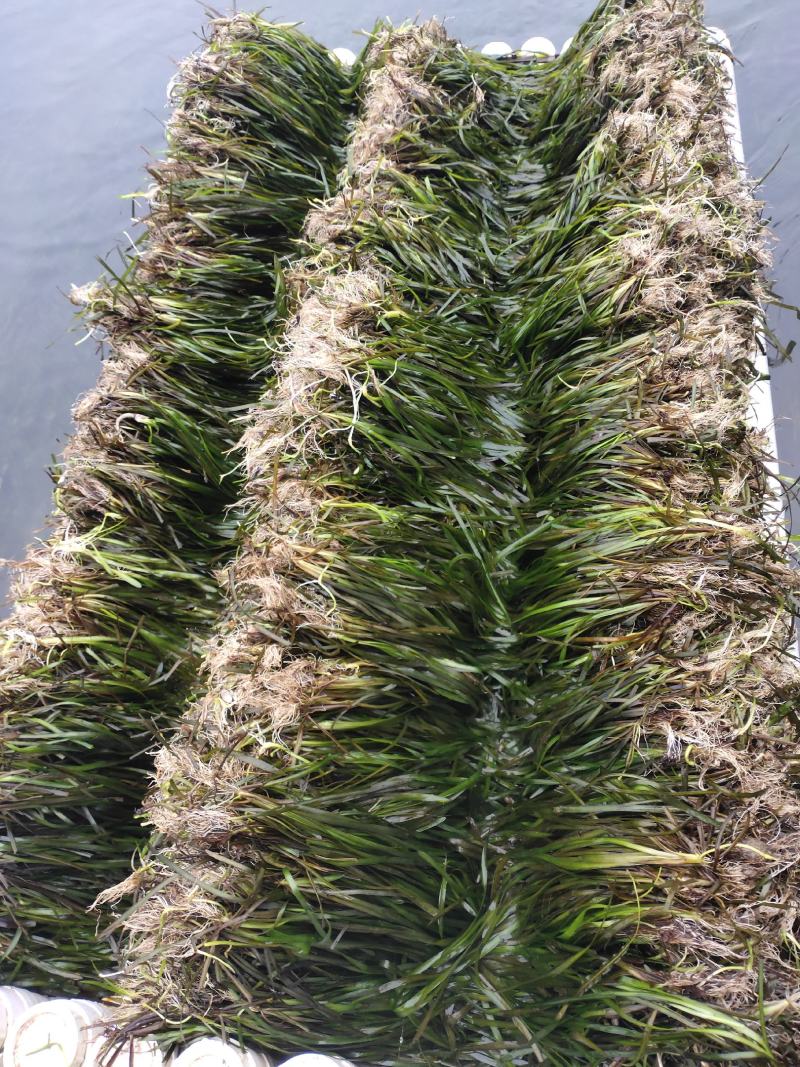 种植苦草是水产养殖的好帮手本人有大量货批发