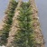 种植苦草是水产养殖的好帮手本人有大量货批发