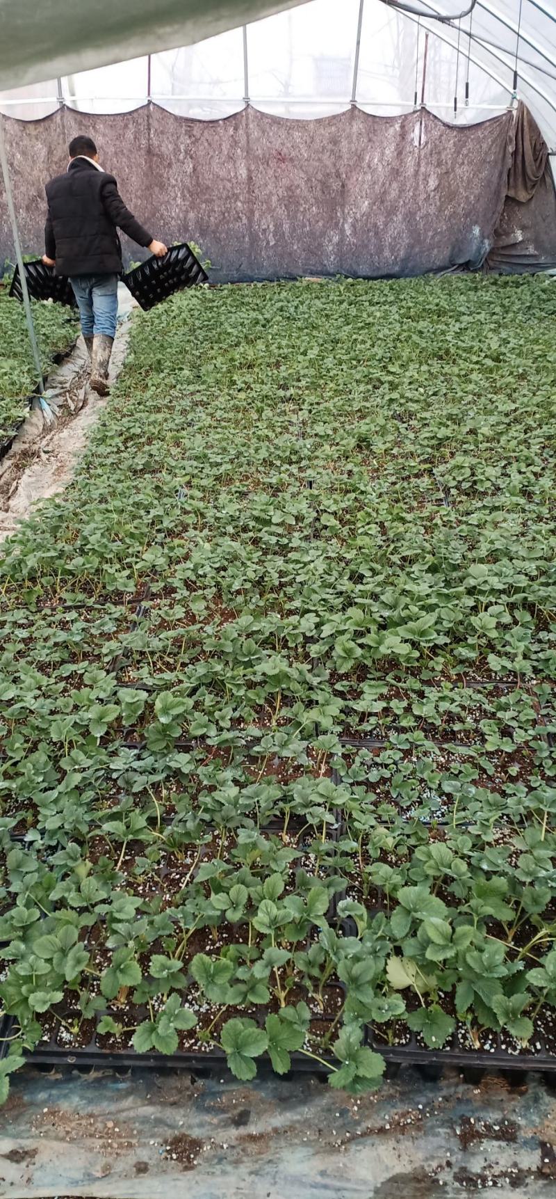 长丰红颜草莓，苗荘根粗，成活率高欢迎采购商实地考察