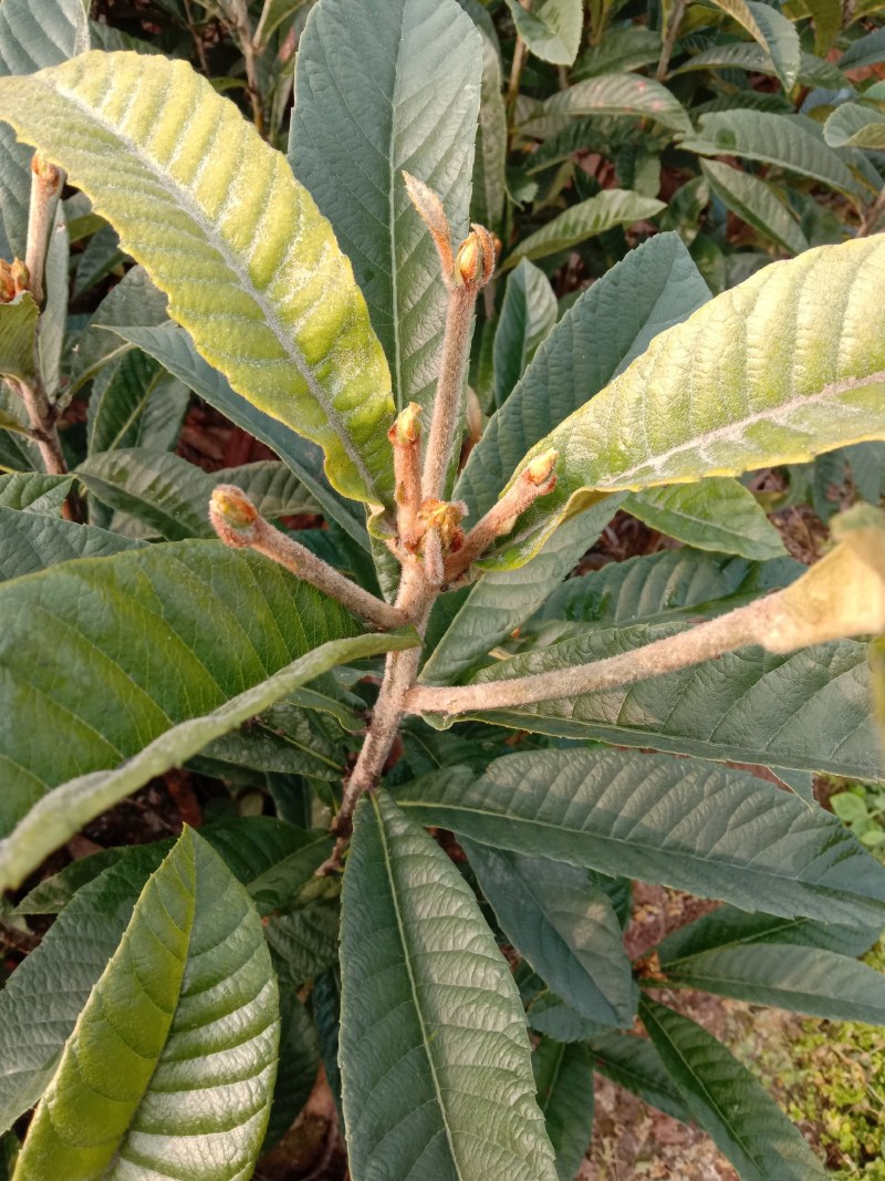 正宗白沙枇杷苗，白沙枇杷树苗，四川苗品种纯，基地直销
