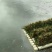 临桂水生植物.矮生苦草.四季苦草.刺苦草.干净无杂物.