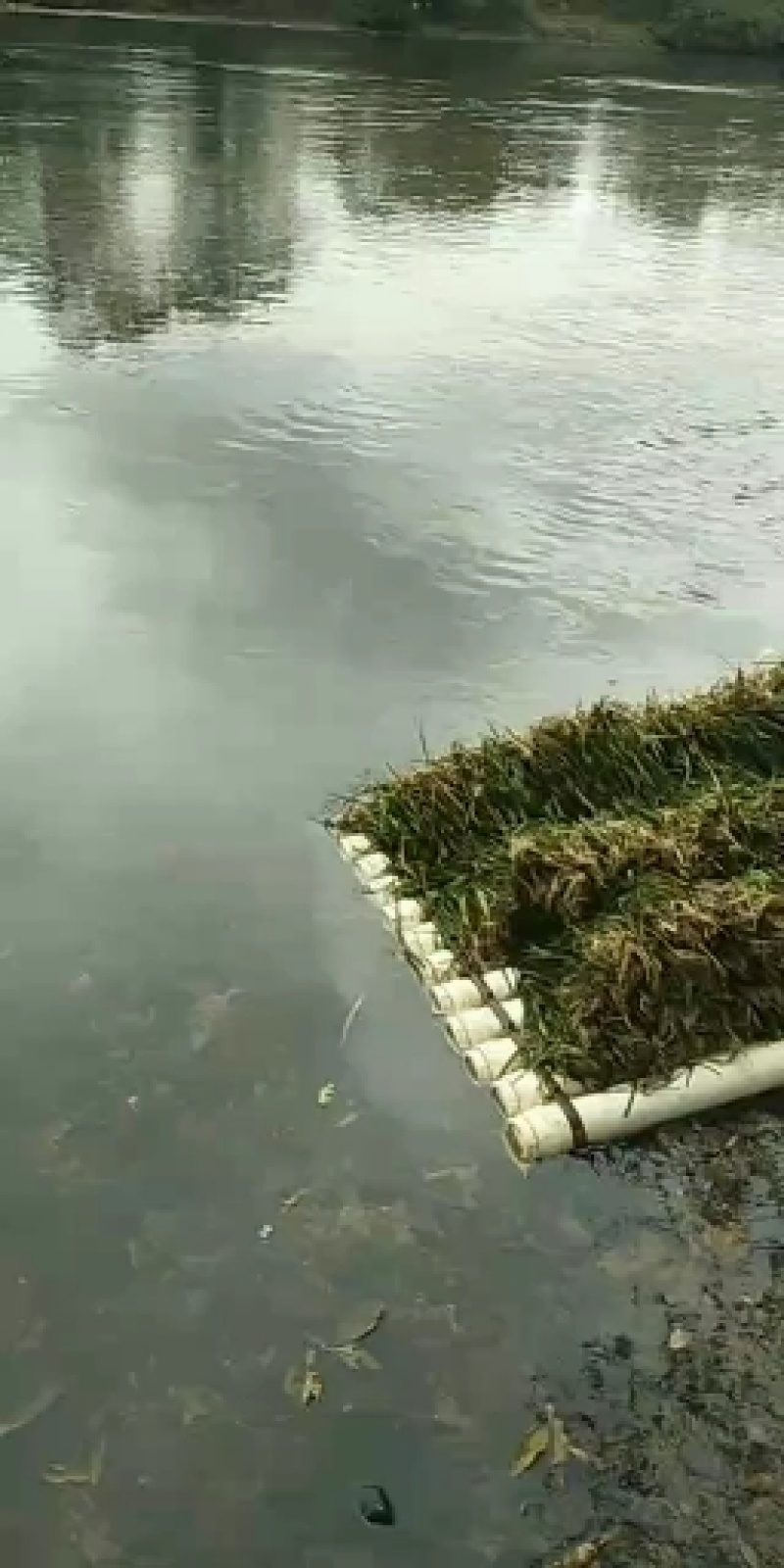 临桂水生植物.矮生苦草.四季苦草.刺苦草.干净无杂物.
