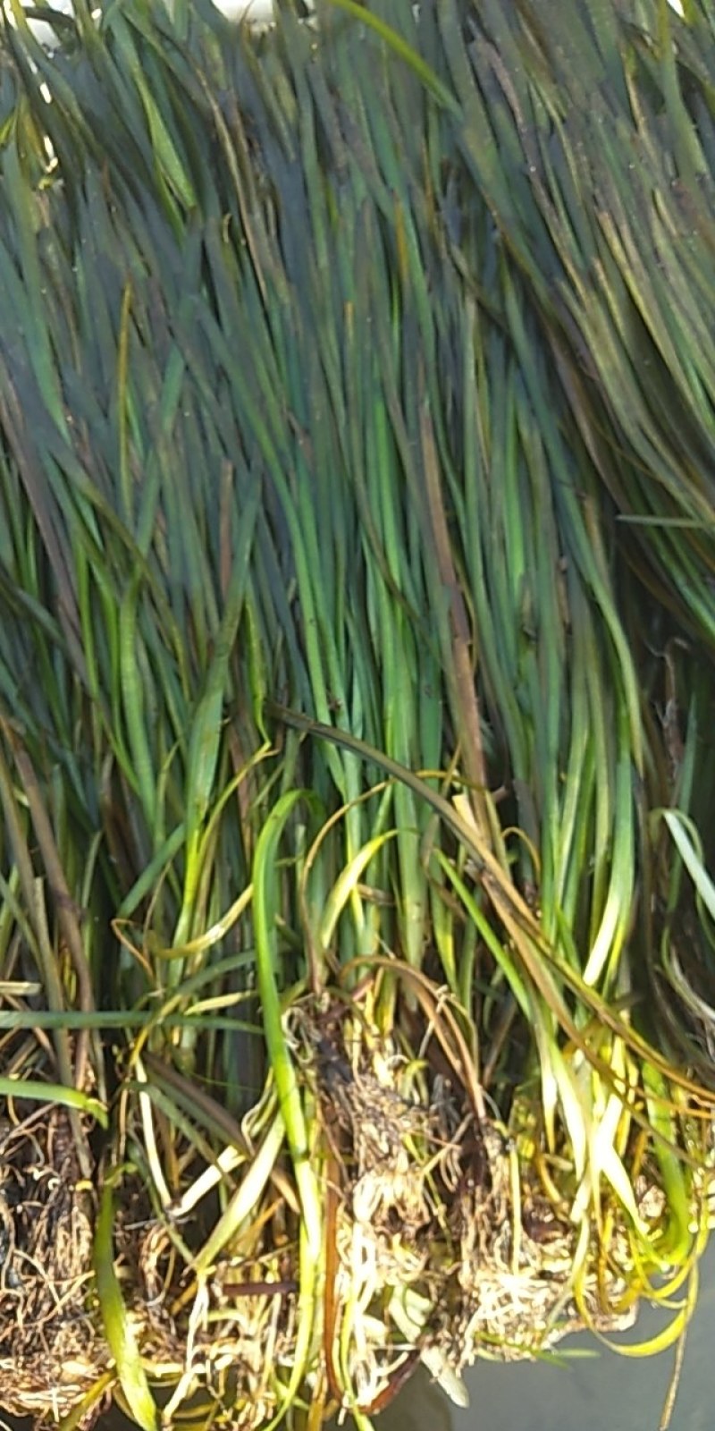 临桂水生植物.矮生苦草.四季苦草.刺苦草.干净无杂物.