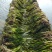 临桂水生植物.矮生苦草.四季苦草.刺苦草.干净无杂物.