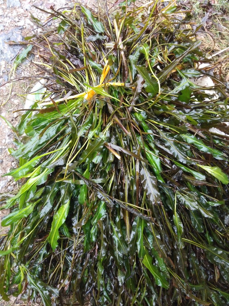 眼子菜、轮叶黑藻、苦草、粉绿狐尾藻穗等水生植