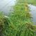 粉绿狐尾藻、常年生长、大量供应、价格实惠、