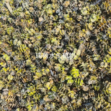 菹草种子麦黄草菹藻各种沉水植物基地直销净化水质