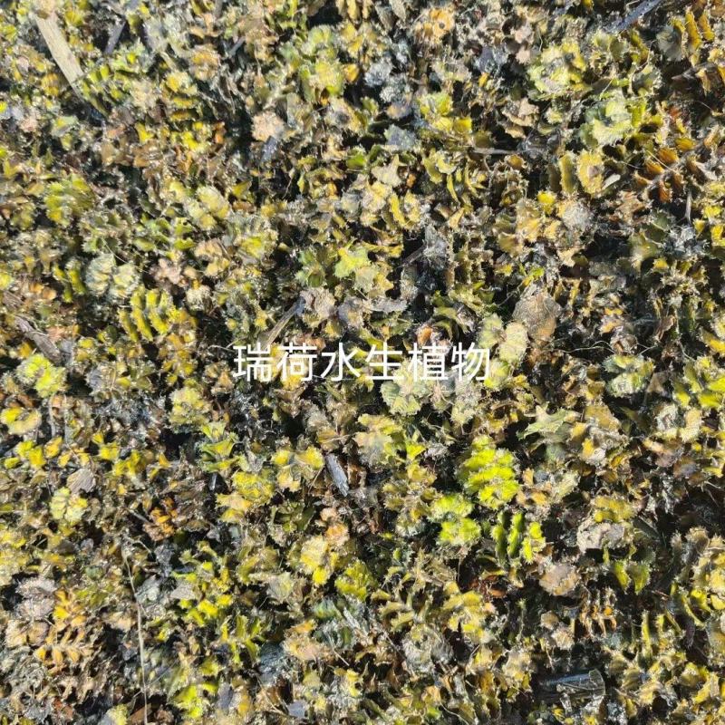 菹草种子麦黄草菹藻各种沉水植物基地直销净化水质