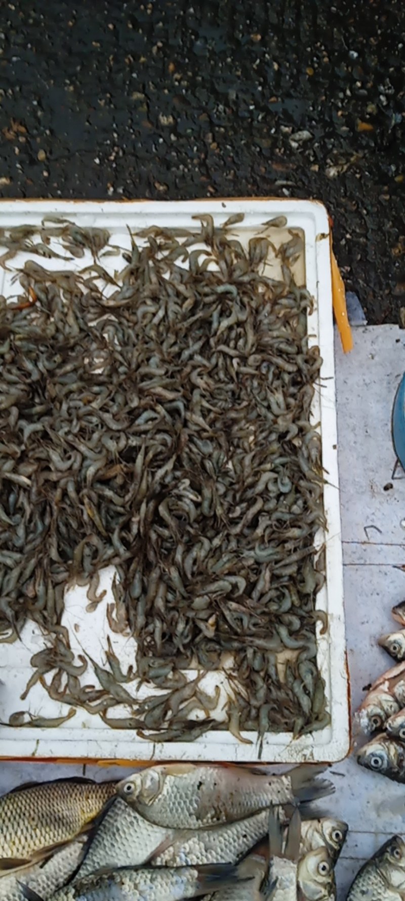 鲜活河虾，大量供应，各种规格，保证质量一手货源