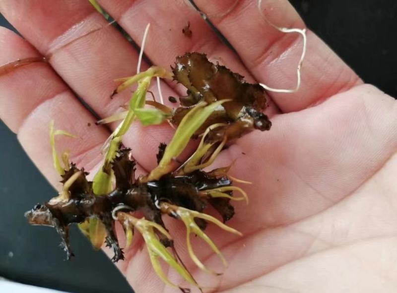 菹草种子麦黄草菹藻各种沉水植物基地直销净化水质