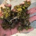 菹草种子麦黄草菹藻各种沉水植物基地直销净化水质