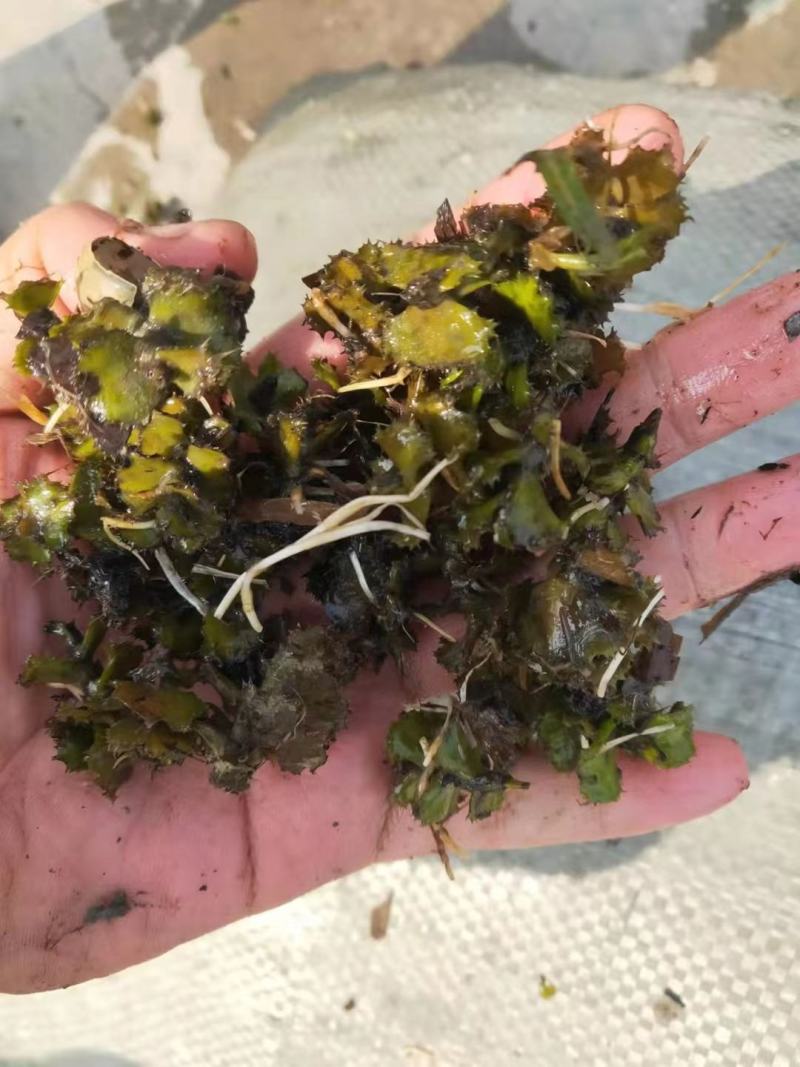 菹草种子麦黄草菹藻各种沉水植物基地直销净化水质