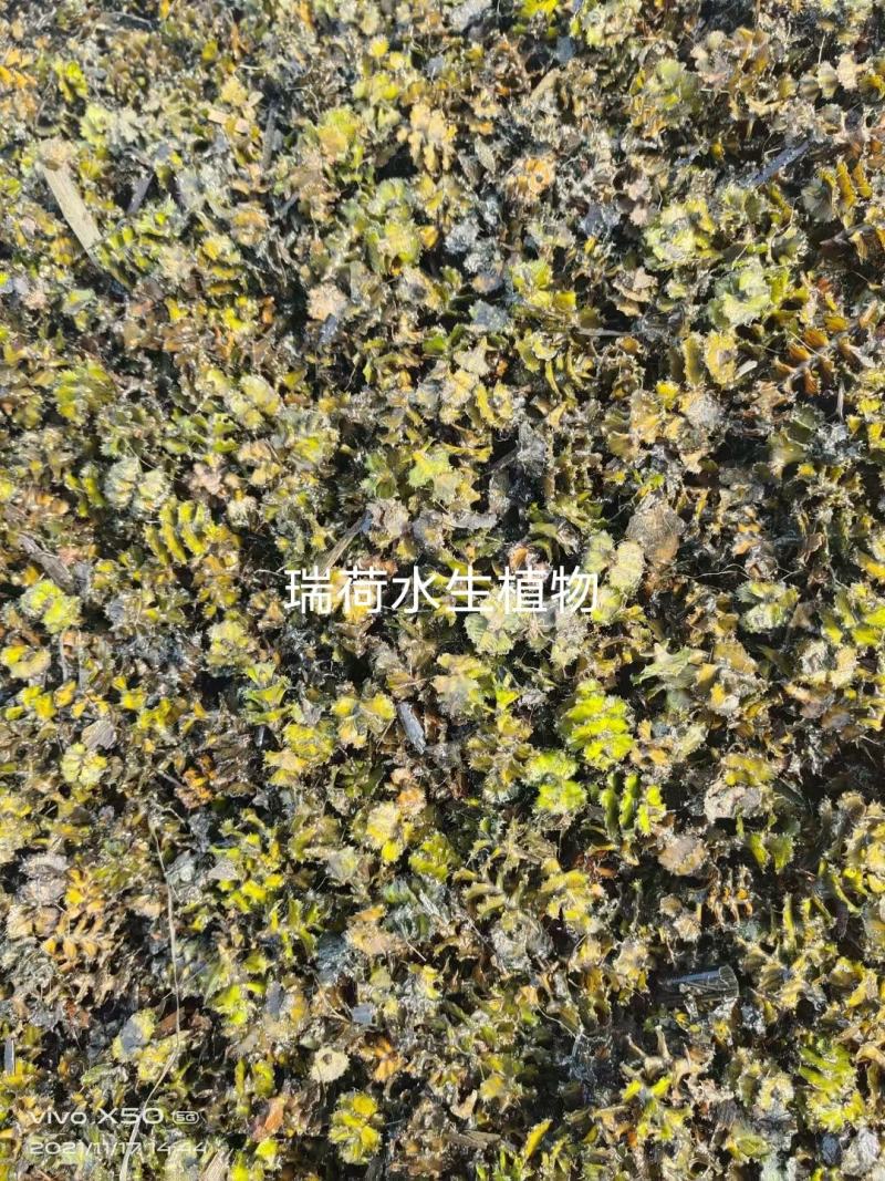 菹草种子麦黄草菹藻各种沉水植物基地直销净化水质