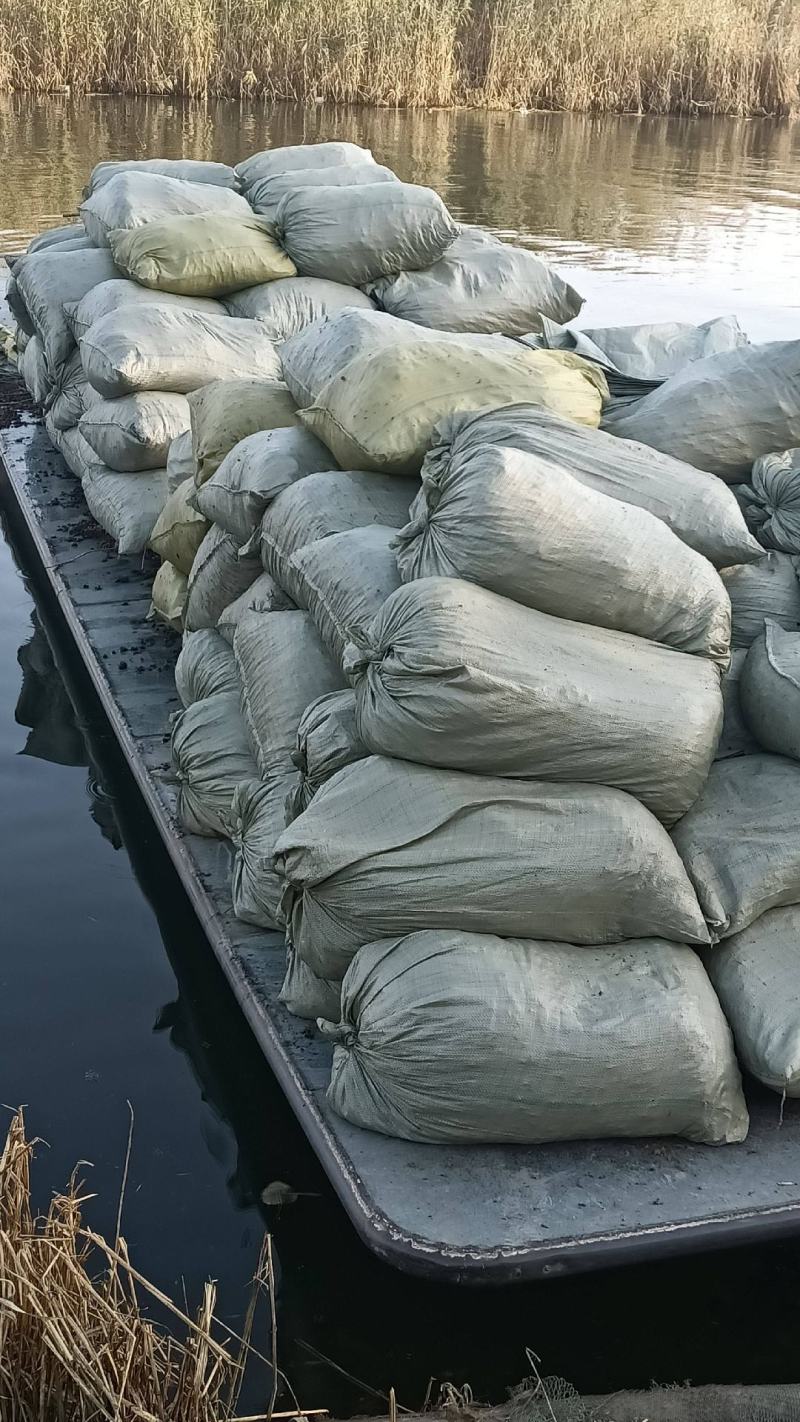 菹草种子麦黄草菹藻各种沉水植物基地直销净化水质
