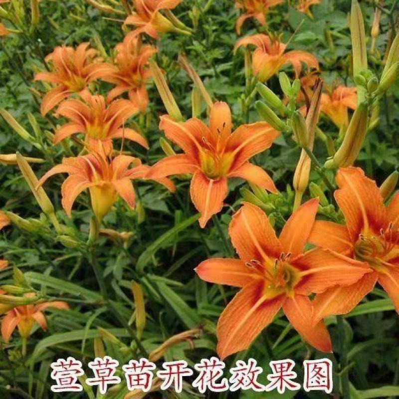 金娃娃萱草，基地直销，常年供应量，大从优！