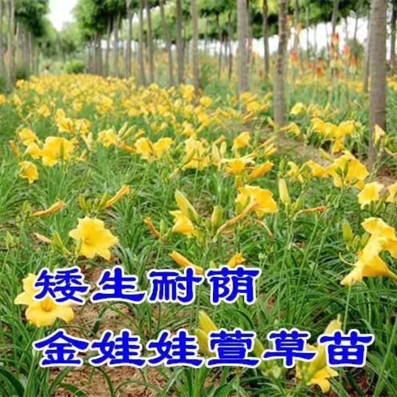 金娃娃萱草，基地直销，常年供应量，大从优！