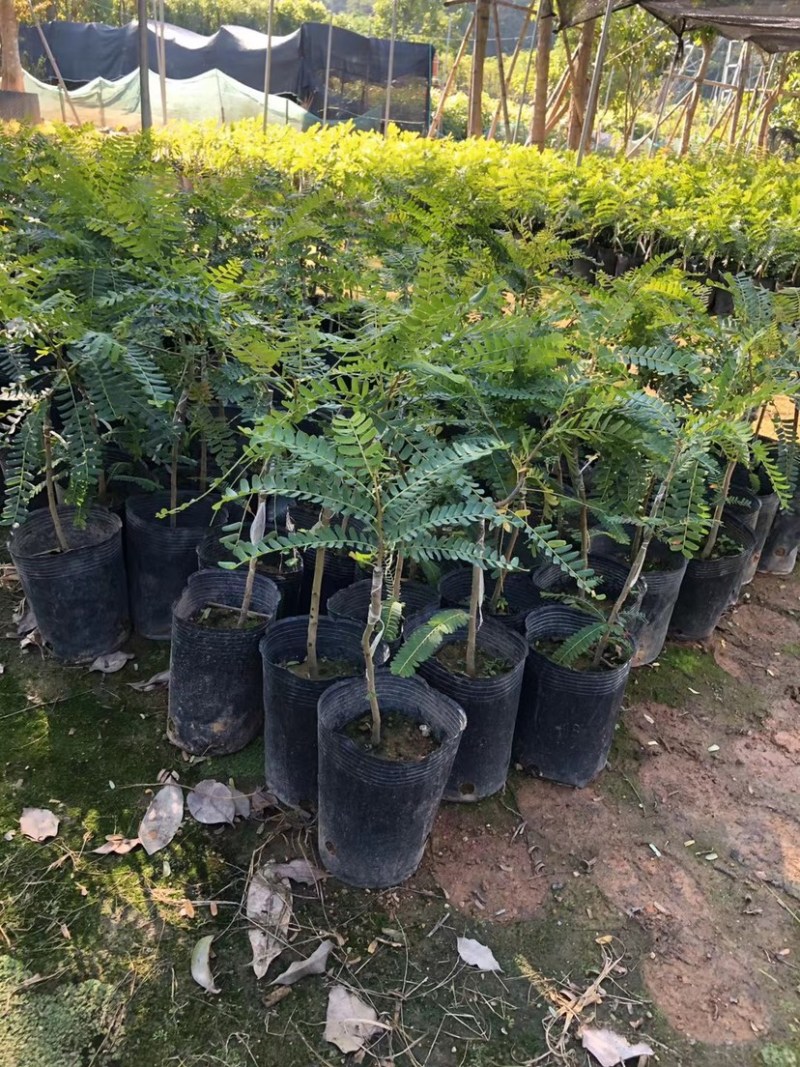 甜油甘苗，广东普宁油甘苗10-30厘米，货量充足欢迎联系
