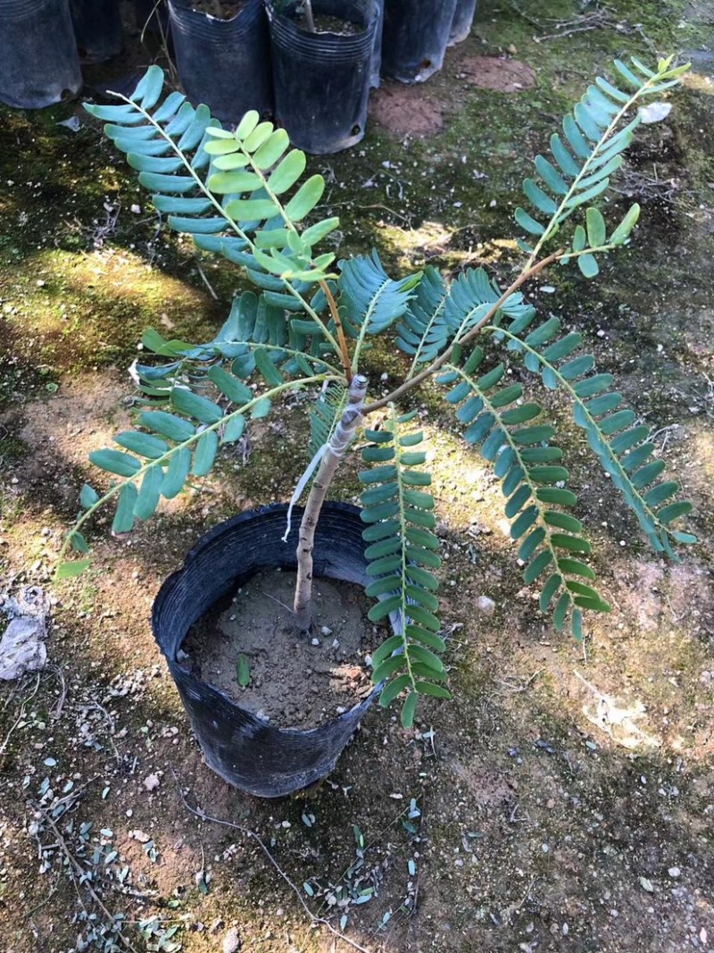 甜油甘苗，广东普宁油甘苗10-30厘米，货量充足欢迎联系