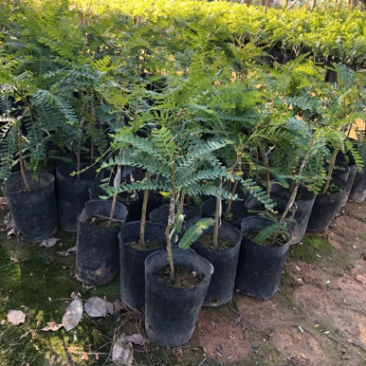 甜油甘苗，广东普宁油甘苗10-30厘米，货量充足欢迎联系