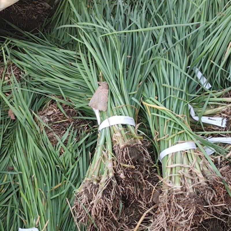 水烛白洋淀瑞荷水生植物基地直销保质保量