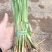 水烛白洋淀瑞荷水生植物基地直销保质保量