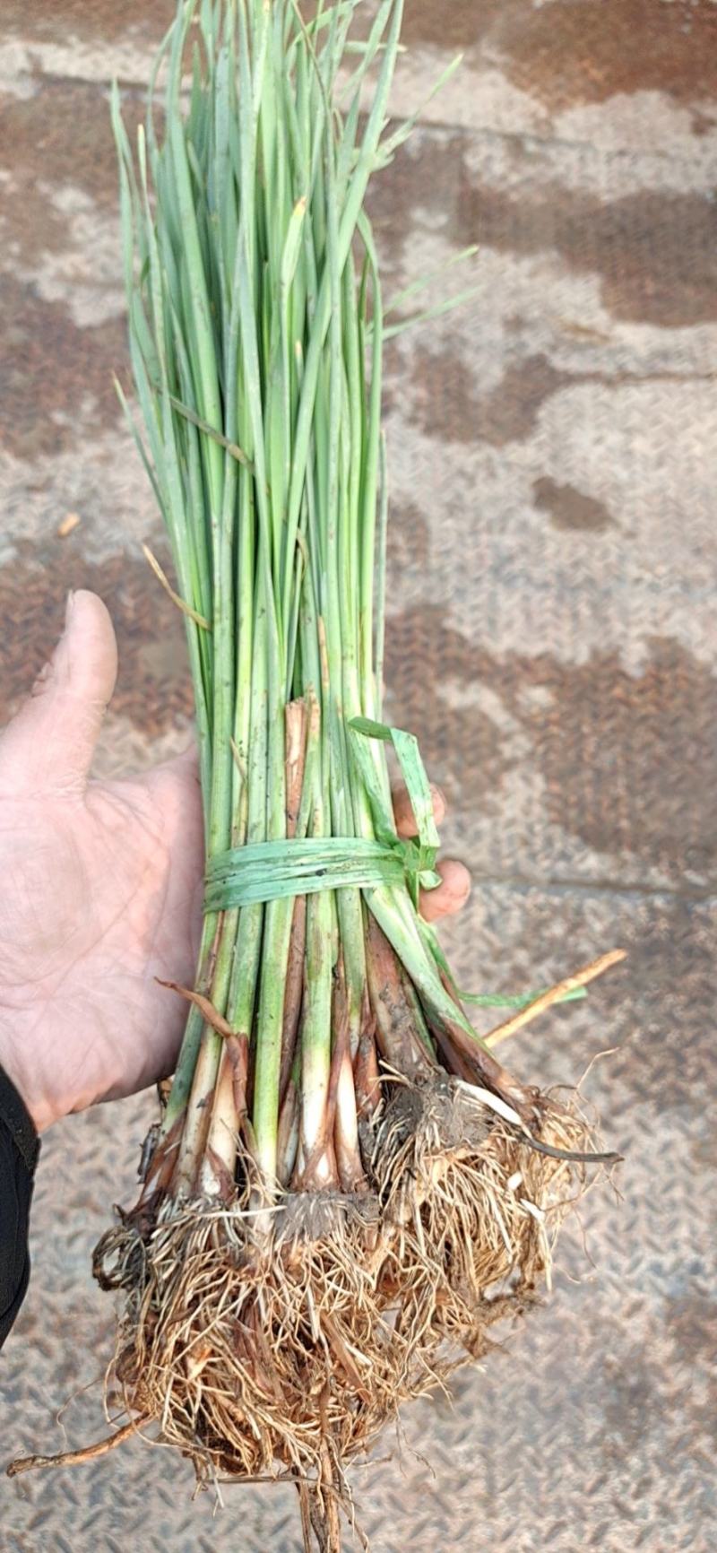 水烛白洋淀瑞荷水生植物基地直销保质保量