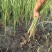 水烛白洋淀瑞荷水生植物基地直销保质保量
