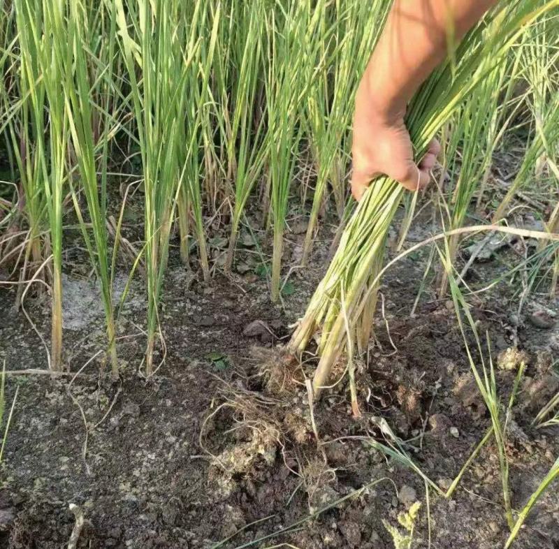 水烛白洋淀瑞荷水生植物基地直销保质保量