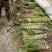 水烛白洋淀瑞荷水生植物基地直销保质保量