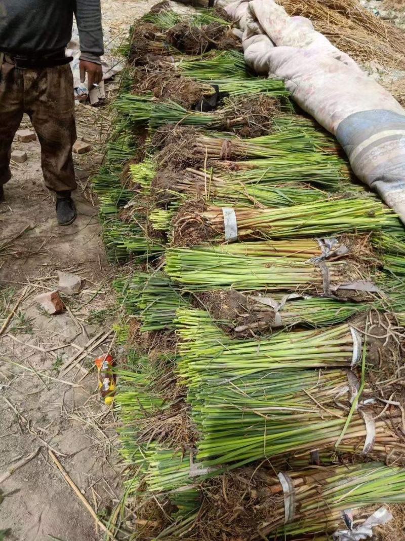 水烛白洋淀瑞荷水生植物基地直销保质保量