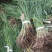 水烛白洋淀瑞荷水生植物基地直销保质保量