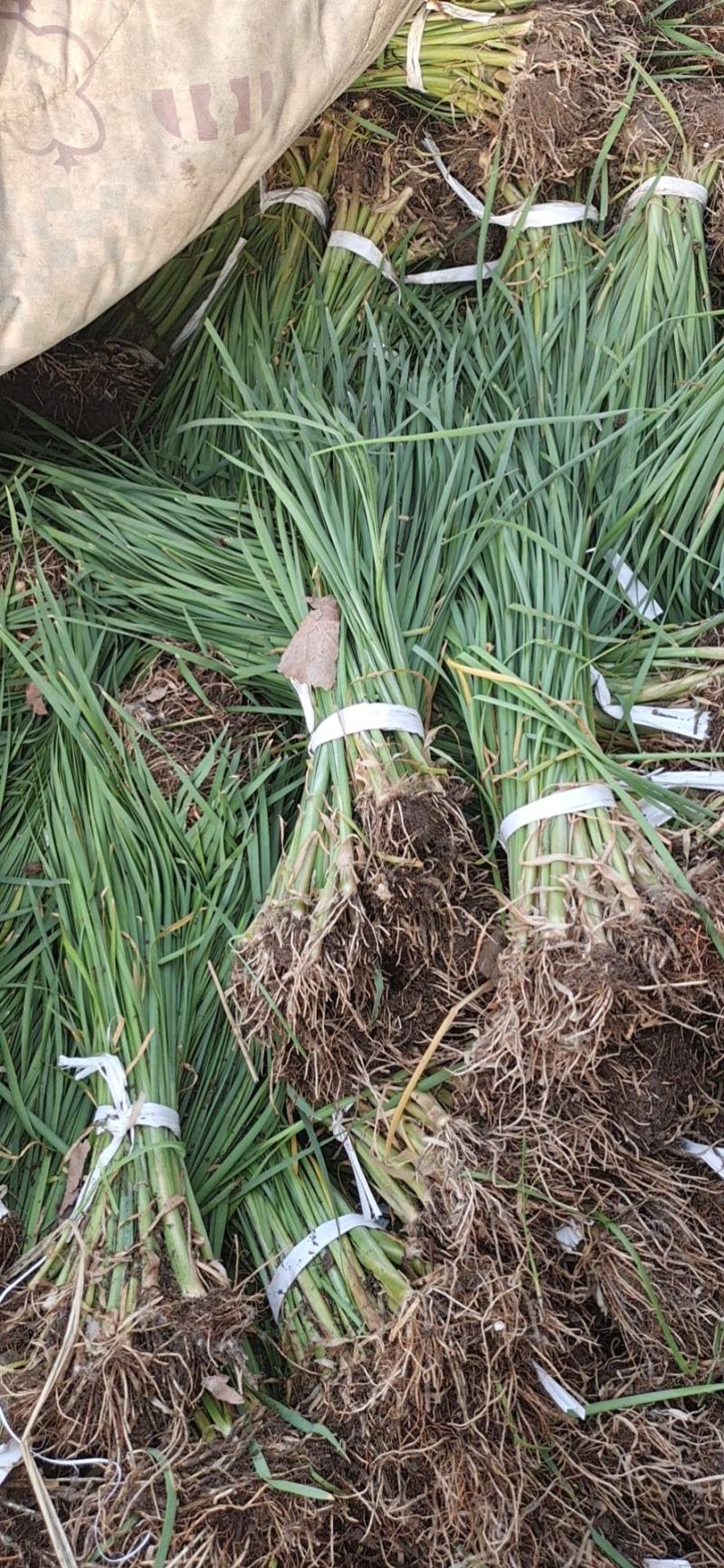 水烛白洋淀瑞荷水生植物基地直销保质保量