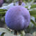 风味玫瑰李子树苗南北方种植含糖量23以上五月成熟