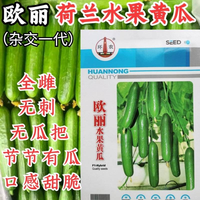 荷兰水果黄瓜种子无刺无瓜把节节有瓜油绿甜脆