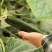 荷兰水果黄瓜种子无刺无瓜把节节有瓜油绿甜脆