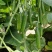 荷兰水果黄瓜种子无刺无瓜把节节有瓜油绿甜脆