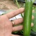 荷兰水果黄瓜种子无刺无瓜把节节有瓜油绿甜脆