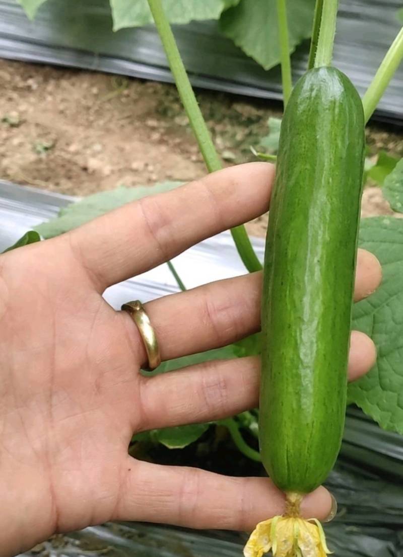 荷兰水果黄瓜种子无刺无瓜把节节有瓜油绿甜脆