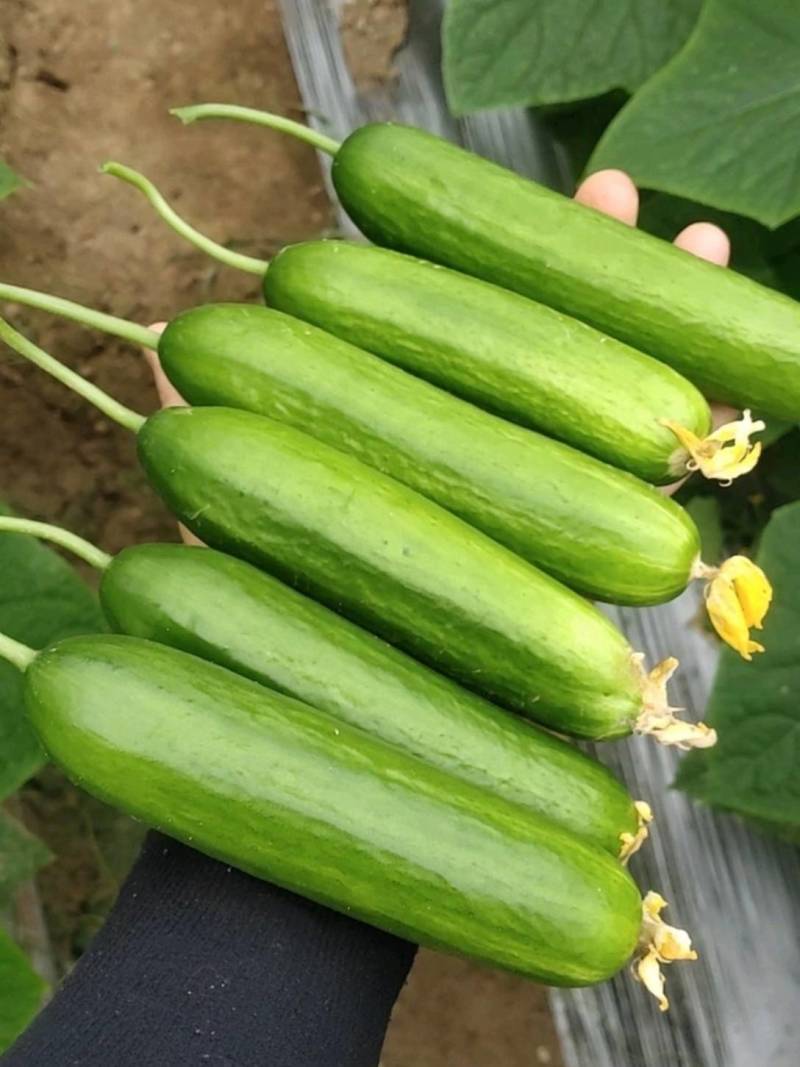 荷兰水果黄瓜种子无刺无瓜把节节有瓜油绿甜脆