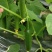 荷兰水果黄瓜种子无刺无瓜把节节有瓜油绿甜脆